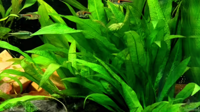 Echinodorus bleheri (1x hinten im Eck),Echinodorus grisebachii Amazonicus (mitte), von Dirk F. (16)