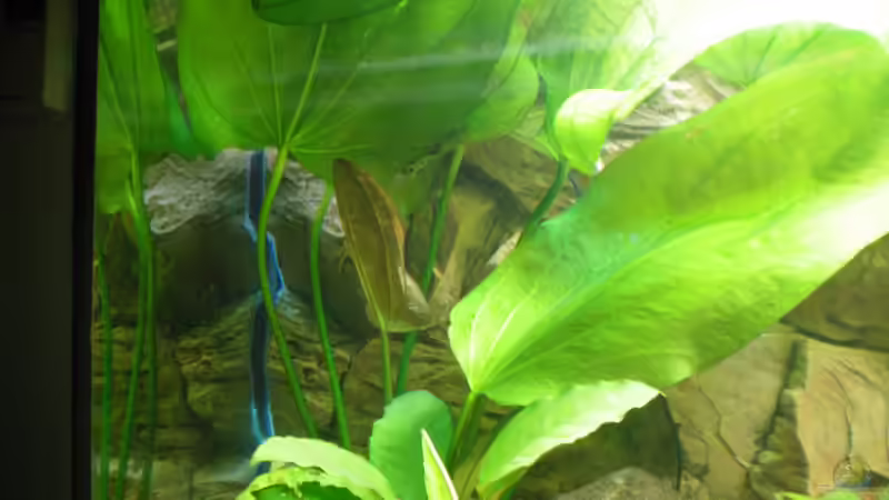 Echinodorus bleheri (28.08.2012) von Falk Bellmann (22)