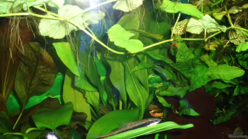 Echinodorus bleheri am 01.05.09 von ~Marco~ (18)