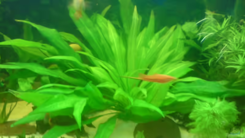 Echinodorus bleheri (bleherae) von Manuel Brandt (9)