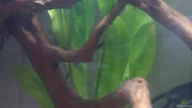 Echinodorus bleheri hinter dem Wurzelholz von Patrick Scheffer (7)