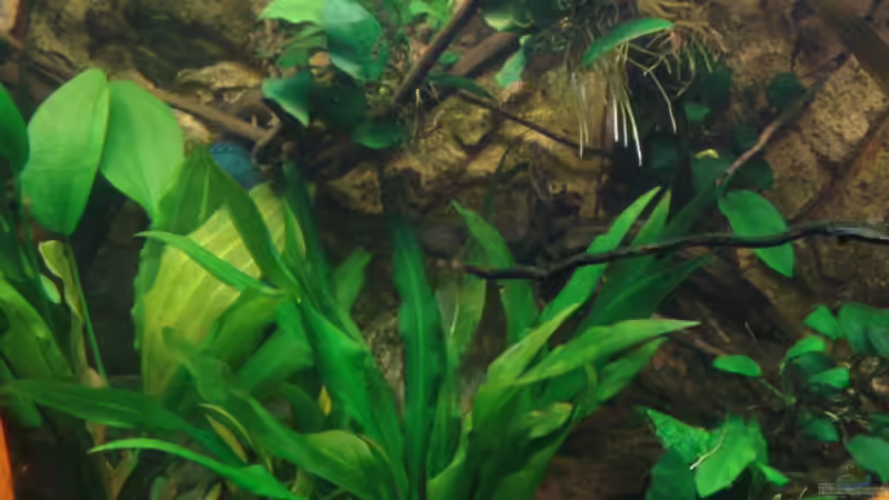 Echinodorus Bleheri im Fordergrund von matze70 (24)