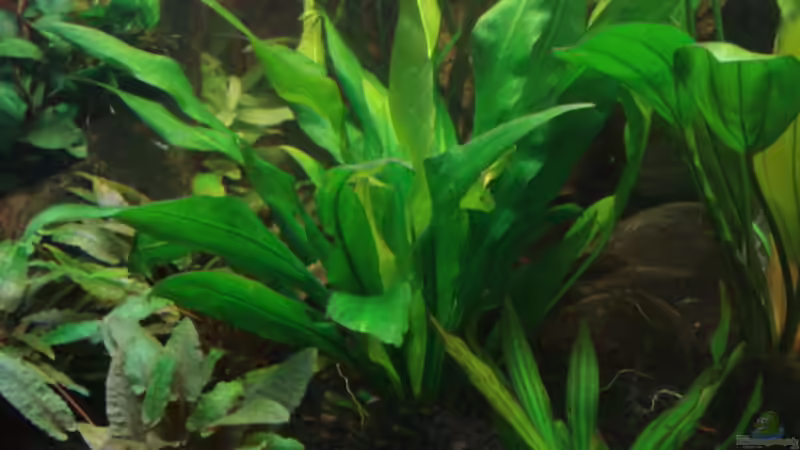 Echinodorus Bleheri im Hintergrund von matze70 (23)