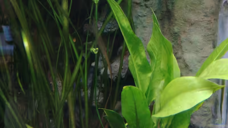 Echinodorus bleheri noch ganz klein von Lance Hardwood (32)