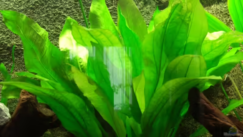 Echinodorus bleheri (paniculatus) von Marc (3)