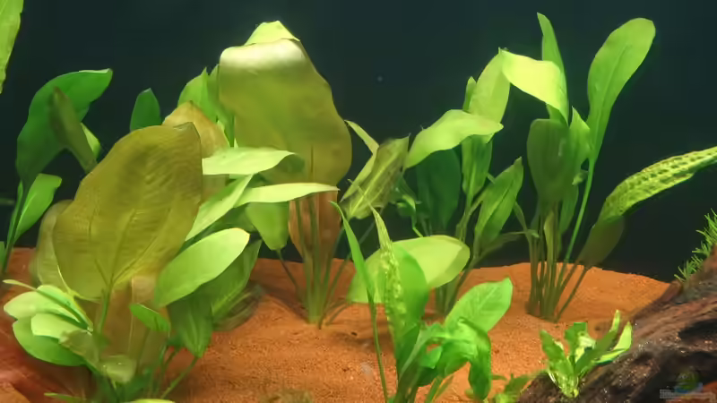 Echinodorus grandiflorus im Aquarium pflegen (Einrichtungsbeispiele für Großblütige Schwertpflanze)