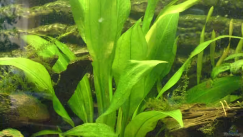 Echinodorus bleheri von Alexander Schild (5)