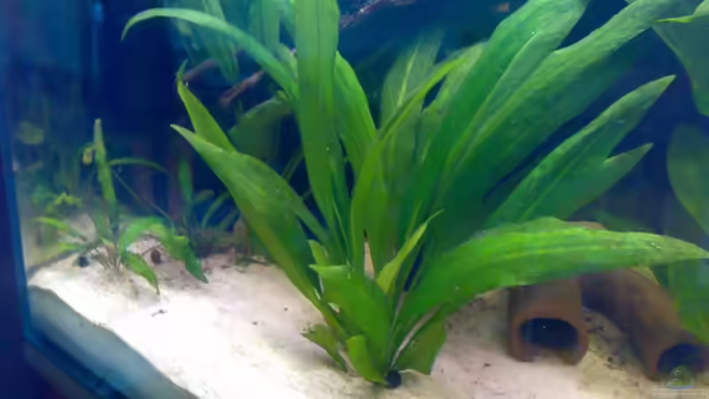 echinodorus bleheri von Amazonasbecken.eu (14)