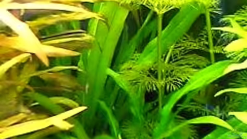 Echinodorus bleheri von Bruno Berchtold (15)