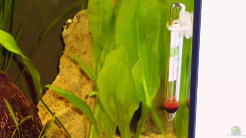 Echinodorus bleheri von Chris P. (8)