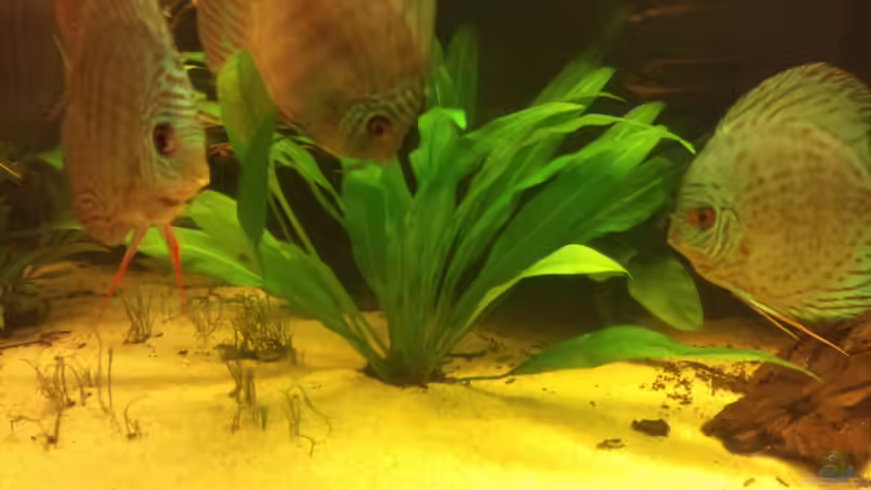 Echinodorus bleheri von Christian Wittling (5)