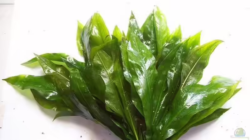 Echinodorus bleheri von Didi (25)