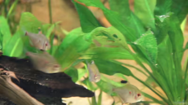 echinodorus bleheri von Diskusfreak26 (2)