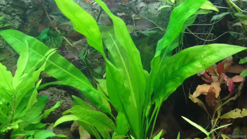 Echinodorus bleheri von Fischkopp83 (13)