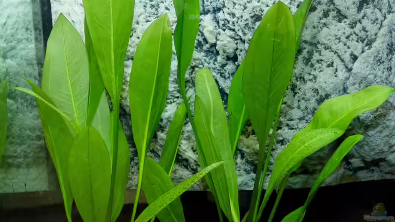 Echinodorus bleheri von GoreSlayer (38)