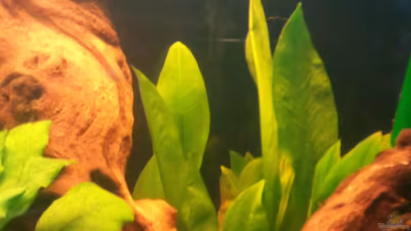 Echinodorus bleheri von Grek77 (13)