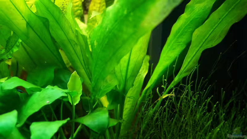 Echinodorus bleheri von Guido Seifert (16)