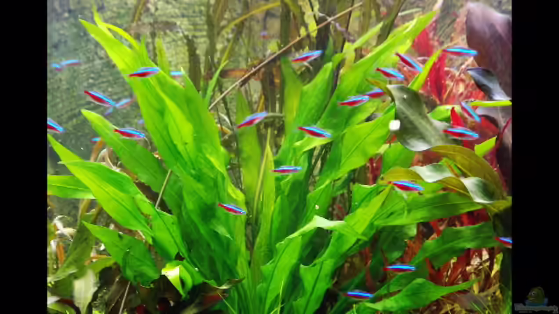 Echinodorus bleheri von H.T. (11)