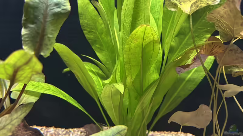 Echinodorus bleheri von herkla (57)