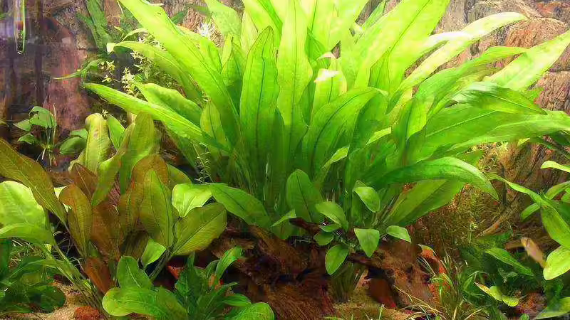 Echinodorus bleheri von Jan Kersten (5)