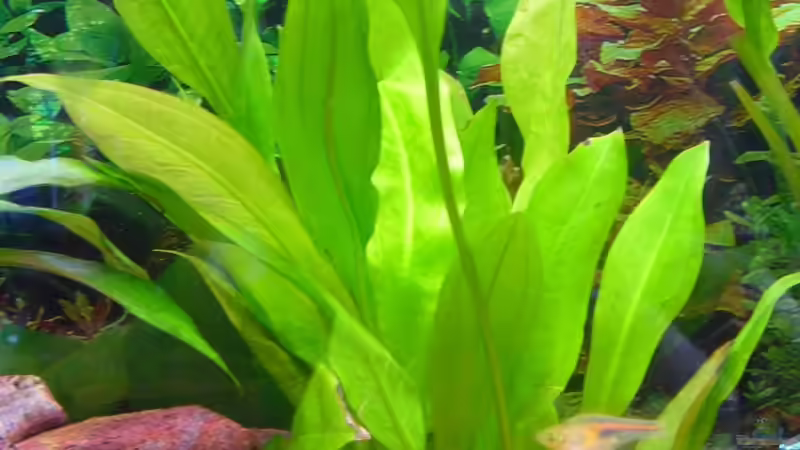 Echinodorus bleheri von Kleene69 (9)