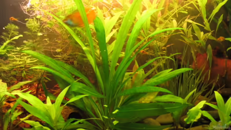 Echinodorus Bleheri von Locke1992 (11)