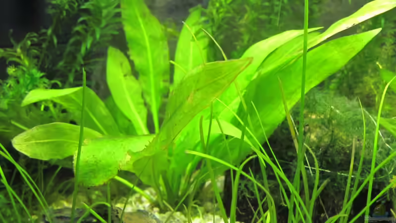 Echinodorus bleheri von Locke1992 (5)