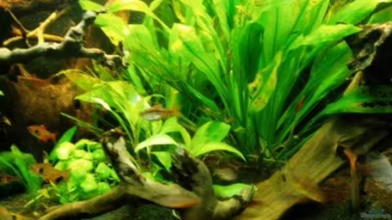 Echinodorus Bleheri von MADNESS1.0 (7)