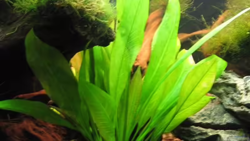 Echinodorus bleheri von Marco B. (13)