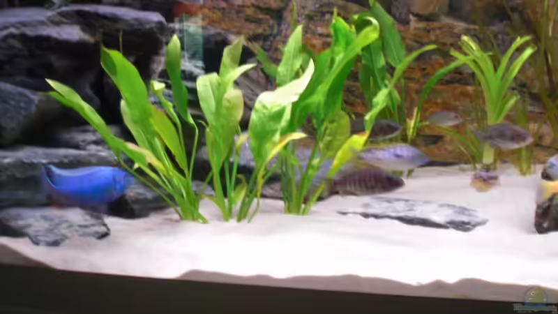 echinodorus bleheri von pennywise (10)