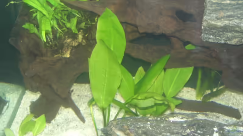 Echinodorus bleheri von Ronny Derndorfer (15)