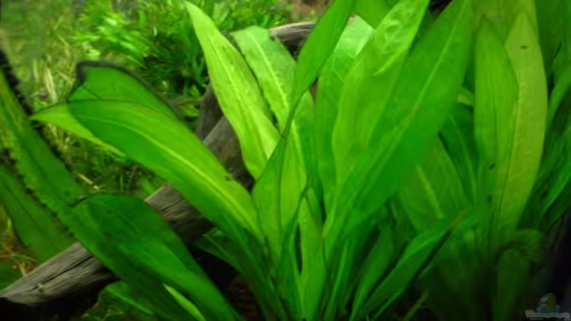 Echinodorus bleheri von Sabine Stark (10)