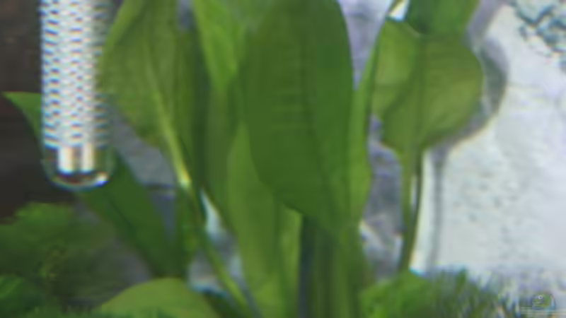 Echinodorus bleheri von Stefanie Mohr (6)