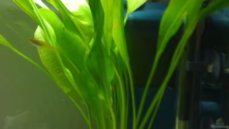 Echinodorus bleheri von Tan1th (3)