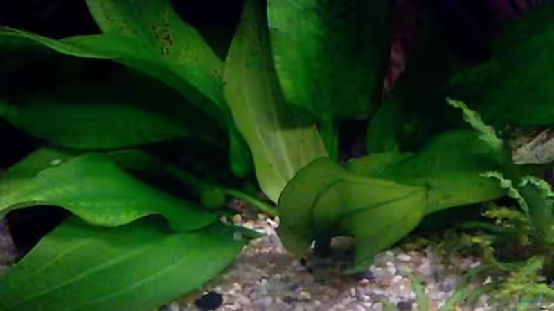 Echinodorus bleheri von Thomas Schmidt (8)