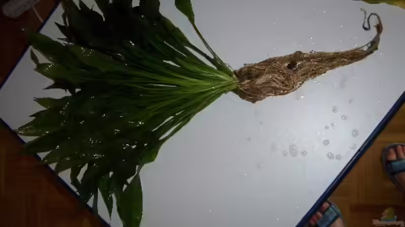 Echinodorus bleheri von VL (6)