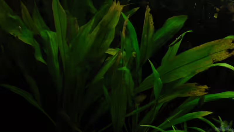 Echinodorus bleheri von Zapfenmanderl (23)