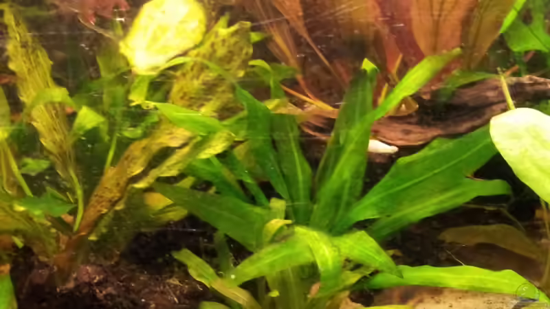 echinodorus bleherii von Andreas Trunk (14)