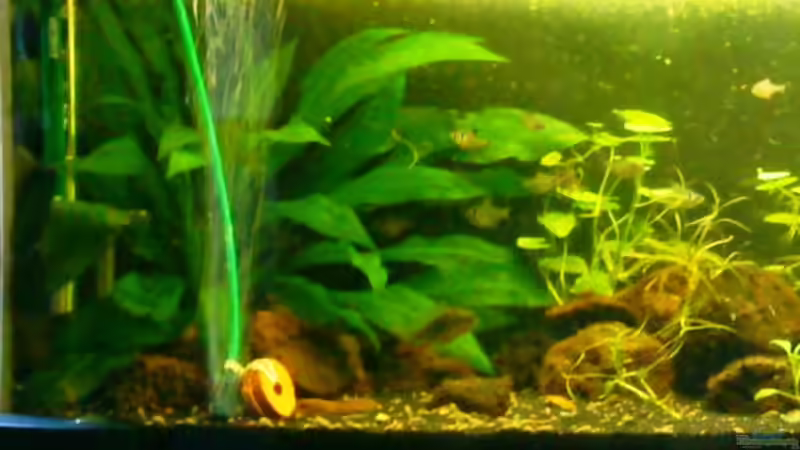 Echinodorus bleherii von Launebär (4)