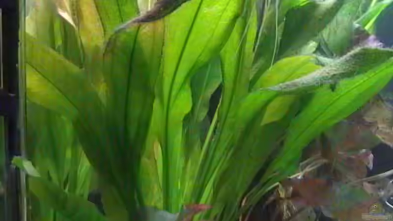 Echinodorus Bleherii von Stanley Weinhold (4)