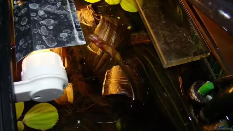 Echinodorus blüht von bernie-124 (7)