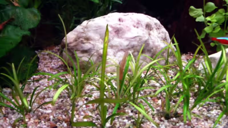 Echinodorus bolivianus von &gt;&lt;(((°&gt; Jennyna &lt;°)))&gt;&lt; (5)