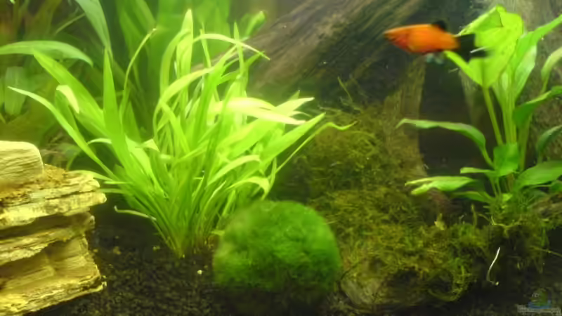 Echinodorus bolivianus von Cathrin Krause (13)