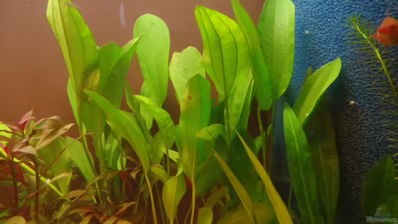 Echinodorus Breuni Red von raubsau (29)