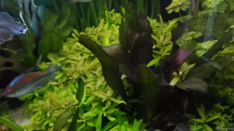 Echinodorus Camäleon Red von Grünhexe (147)