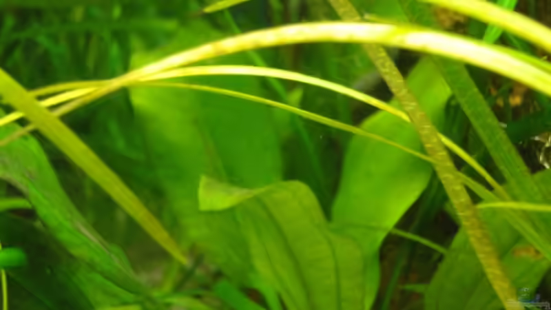 Echinodorus cord. MINI von -Mark- (9)