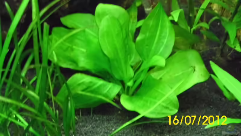 Echinodorus cordifoliu von Günther Kröger (17)