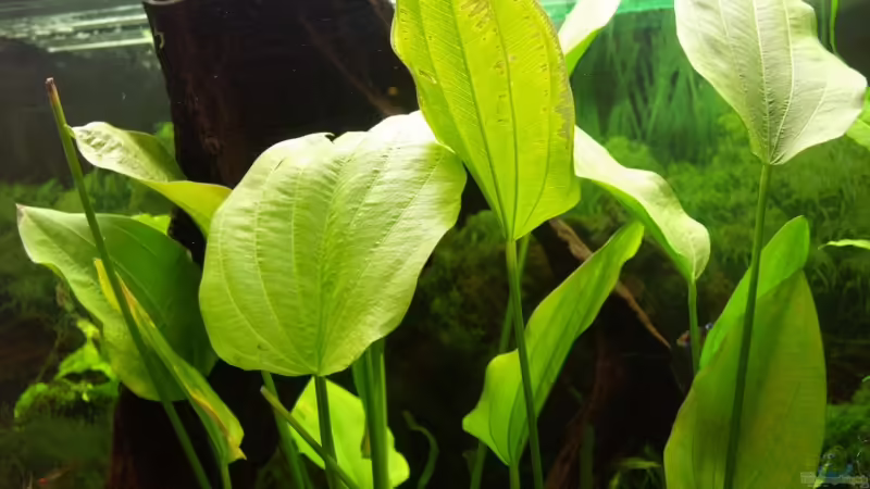 Echinodorus cordifolius ? von Thomas Rengier (9)