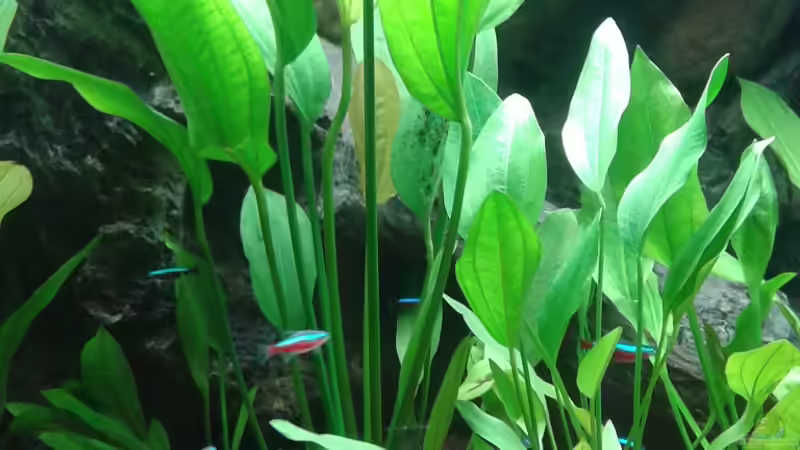 Echinodorus cordifolius `Harbich Rot´ Mutterpflanze von Rene Zwirchmayr (13)