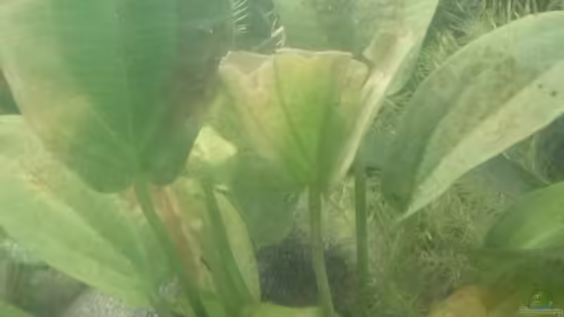 Echinodorus cordifolius im Aquarium pflegen (Einrichtungsbeispiele für Herzblättrige Schwertpflanze)